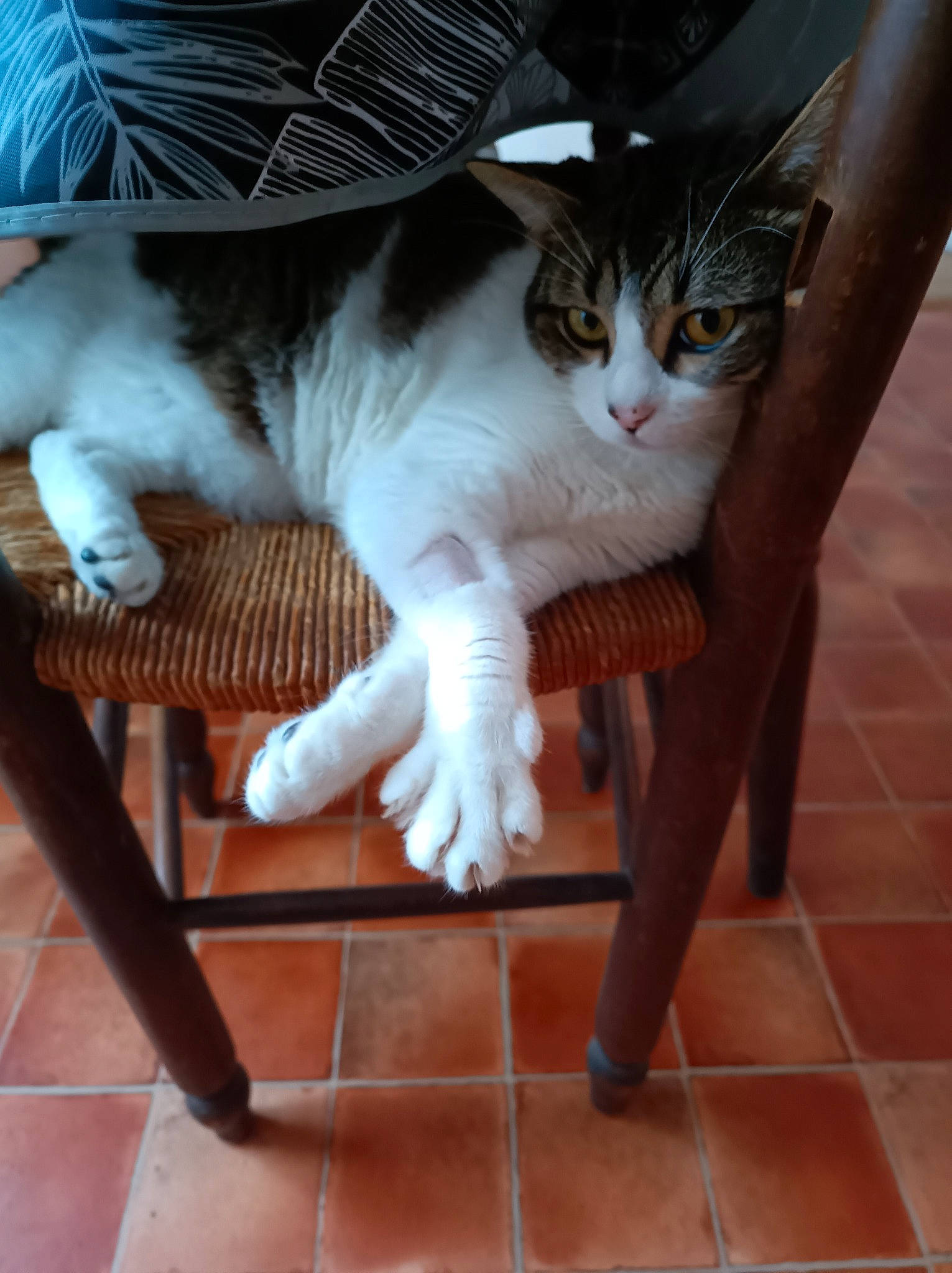 Nounours participe au concours pour gagner de l'argent avec cette photo : carnivore, cat, chair, comfort, domestic_short_haired_cat, fawn, felidae, flooring, foot, fur, hardwood, human_leg, mammal, plant, small_to_medium_sized_cats, snout, tail, whiskers, window, wood
