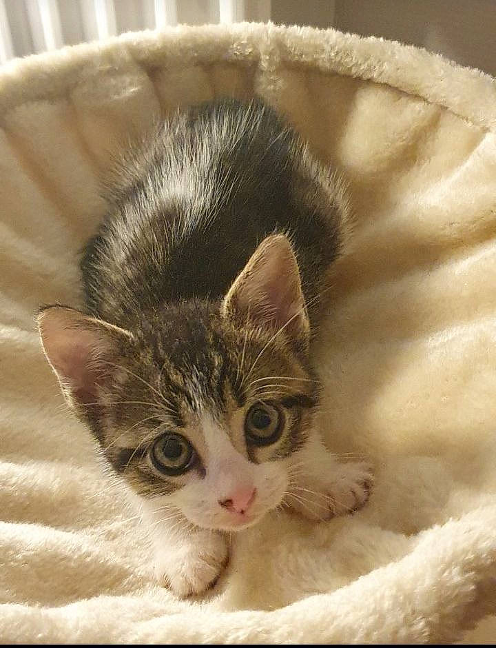 Nounours a rejoint le concours — aidez-le/la à gagner de superbes lots ! carnivore, cat, claw, domestic_short_haired_cat, fawn, felidae, fur, paw, photo_caption, small_to_medium_sized_cats, snout, tail, whiskers, window