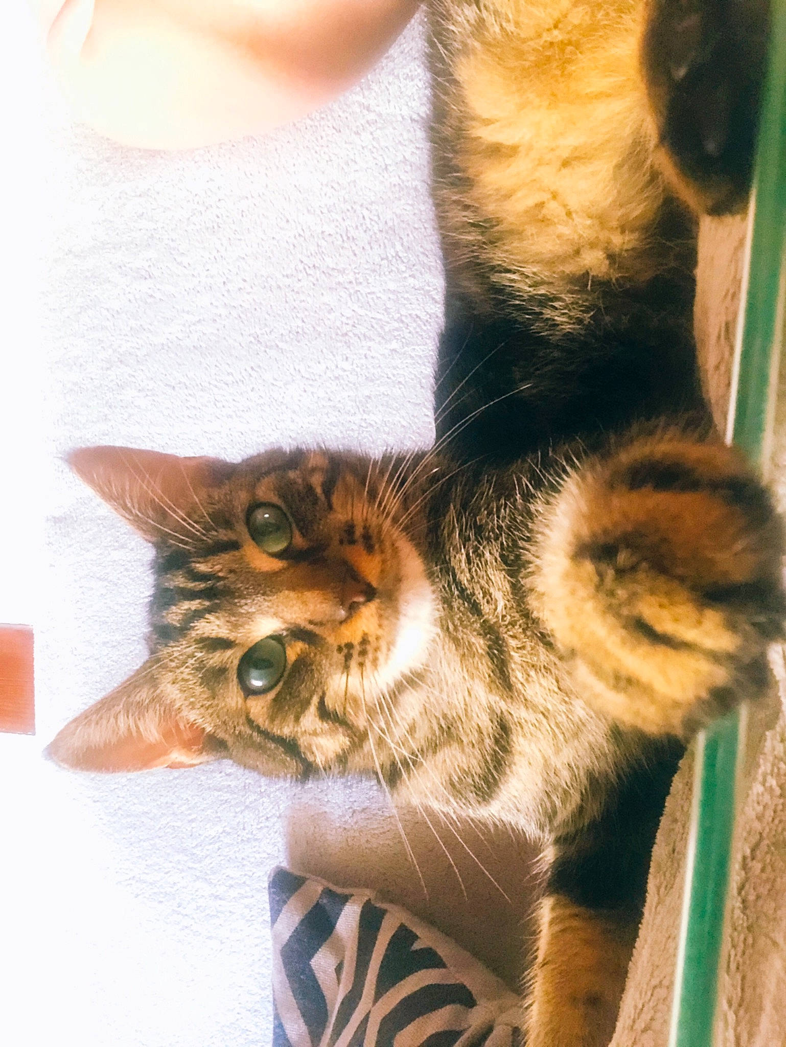 Brioche a rejoint le concours — aidez-le/la à gagner de superbes lots ! asian, carnivore, cat, domestic_short_haired_cat, dragon_li, ear, european_shorthair, eye, felidae, fur, kitten, maine_coon, nose, organism, polydactyl_cat, skin, small_to_medium_sized_cats, tabby_cat, toyger, whiskers