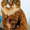 cat, fluffy, green_eyes, tabby, white_paws, sitting, indoor, pet, feline, portrait, fur, whiskers, close_up, looking_at_camera, cozy, blue_blanket, domestic_animal, cute, calm, animal
