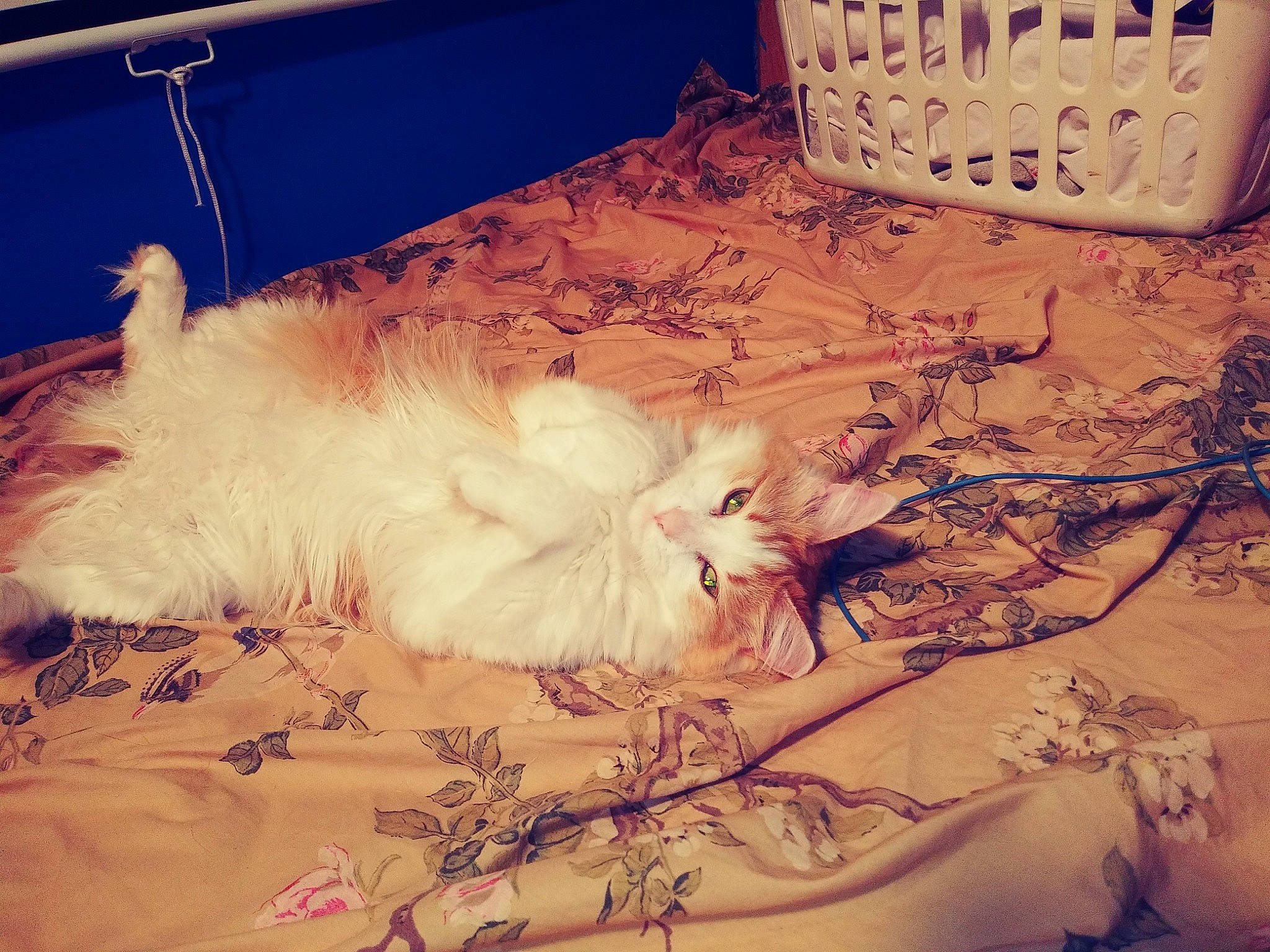 Weezy is registered to the contest to win money with this photo: carnivore, cat, cloud, felidae, fur, kitten, maine_coon, maltese, nap, norwegian_forest_cat, persian, ragamuffin, ragdoll, sky, sleep, small_to_medium_sized_cats, tail, turkish_van, whiskers