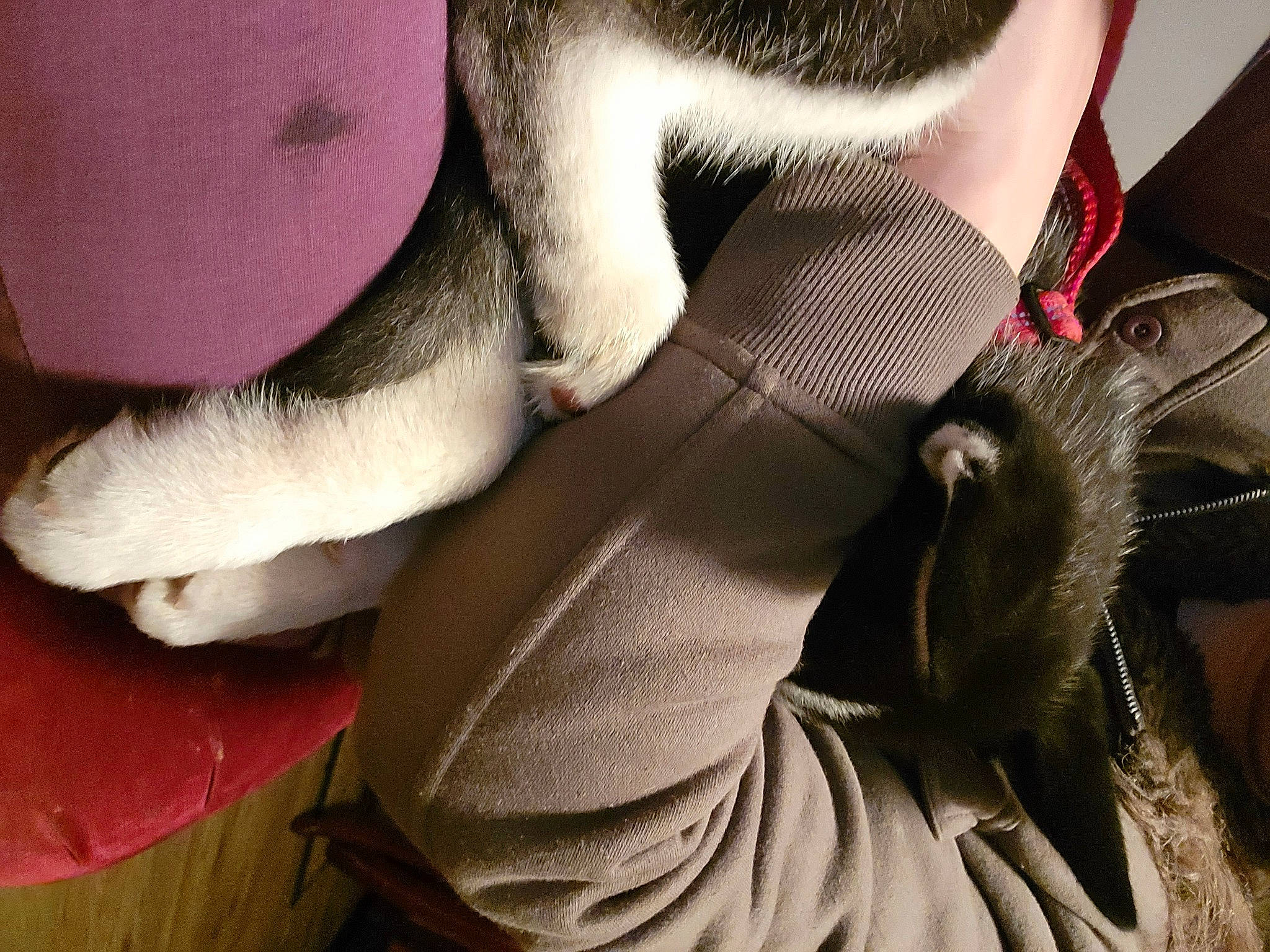 Kaneki joined the competition — help win amazing prizes! carmine, carnivore, cat, comfort, ear, fawn, felidae, fur, human_leg, jaw, musical_instrument, neck, organism, petal, plant, small_to_medium_sized_cats, snout, tail, tie, whiskers