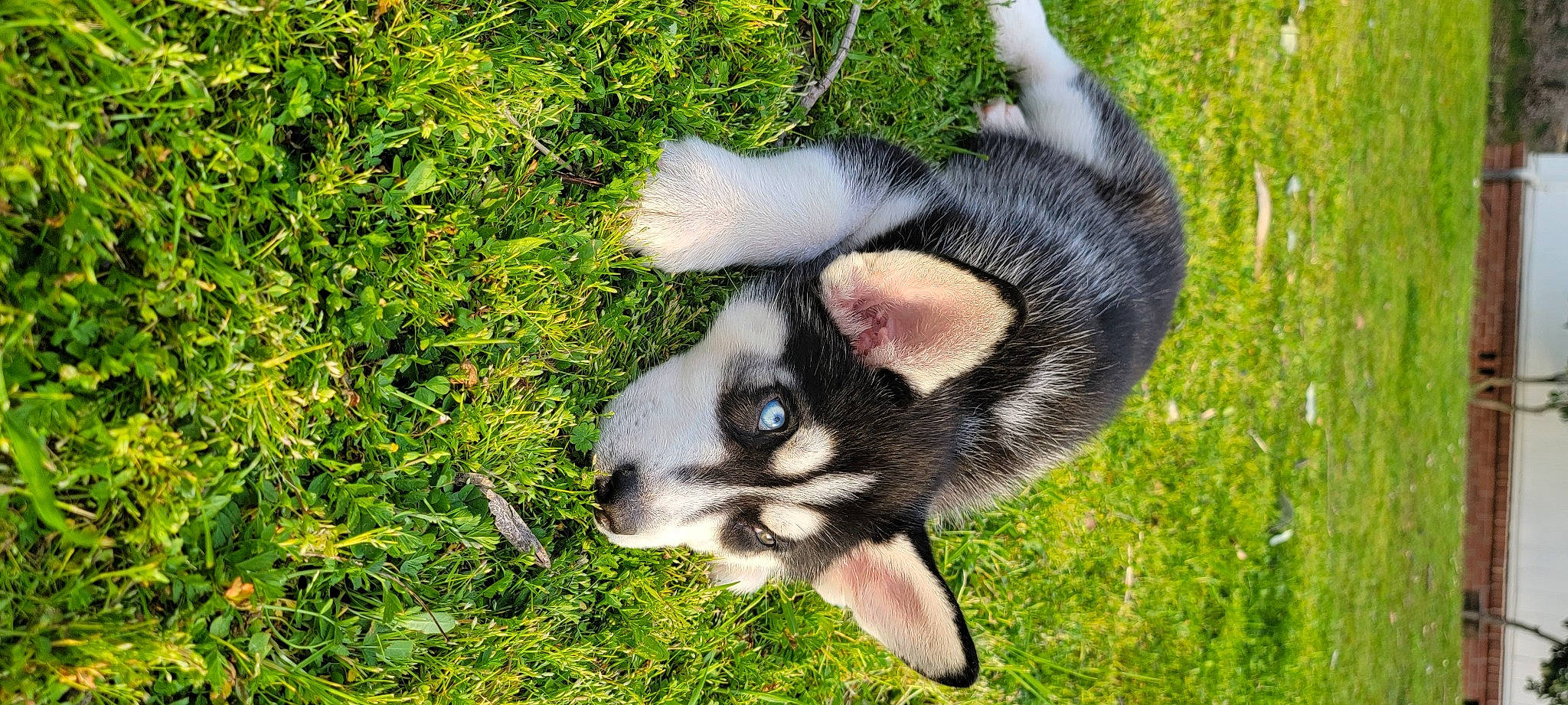 Kaneki is registered to the contest to win money with this photo: canidae, canis, carnivore, companion_dog, dog, dog_breed, fawn, fur, grass, groundcover, plant, snout, sporting_group, tail, terrestrial_animal, whiskers, wildlife