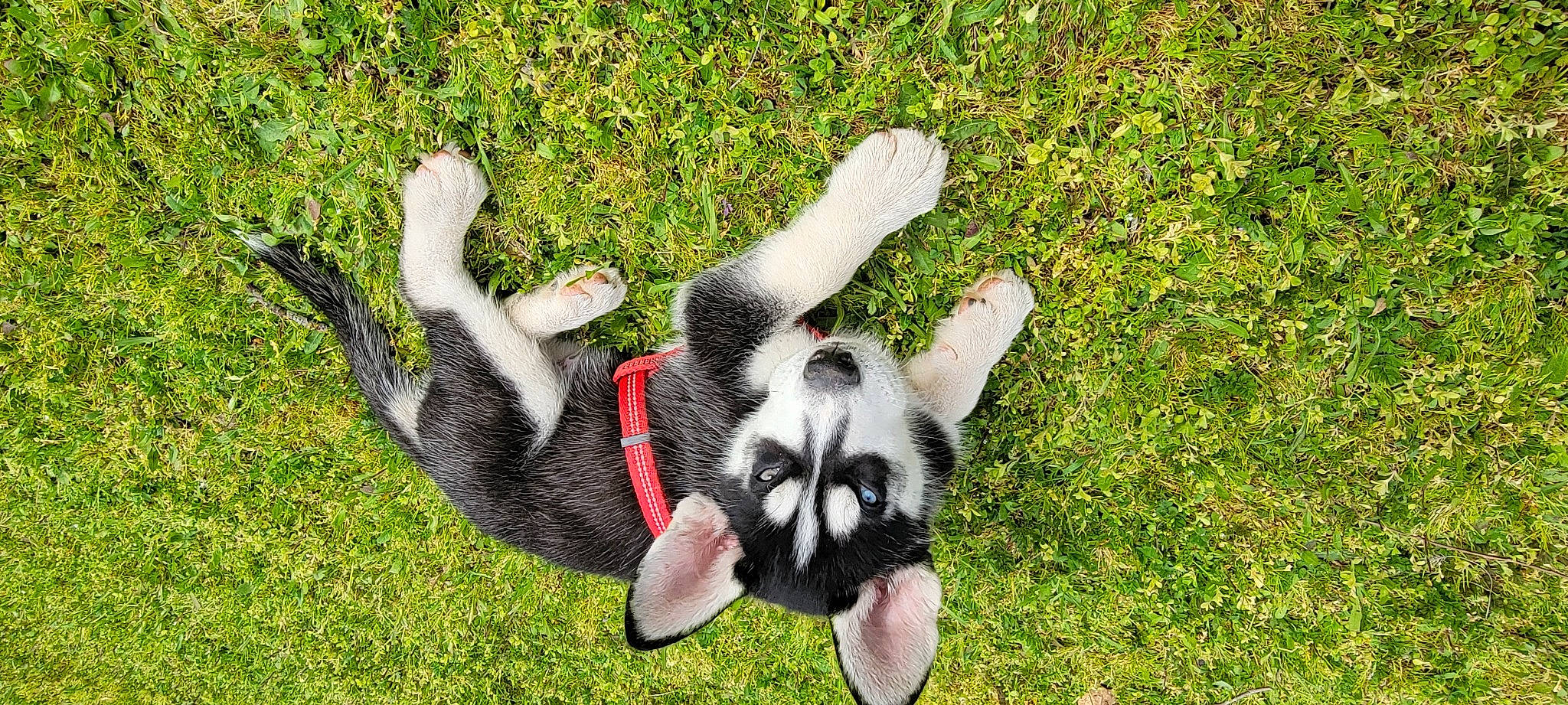 Kaneki is registered to the contest to win money with this photo: canidae, carnivore, companion_dog, dog, dog_breed, fur, grass, non_sporting_group, paw, plant, recreation, snout, sporting_group, tail, terrestrial_animal, toy, working_animal, working_dog