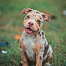 puppy, dog, grass, outdoor, smiling, cute, animal, pet, playful, sitting, adorable, brown_spotted, happy, young, nature, friendly, mammal, fur, ears, tongue