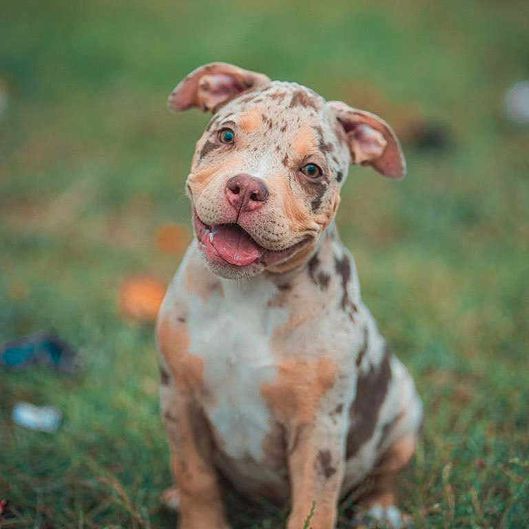Kira