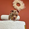 Kira a rejoint le concours — aidez-le/la à gagner de superbes lots ! animal, curious, cute, decor, dog, ears, fluffy, furniture, indoor, looking, nose, orange_wall, paws, pet, puppy, small, spotted, white_chair, wreath, young