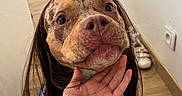 Kira participe au concours pour gagner de l'argent avec cette photo : animal, background, brown_dog, casual, charming, closeup, curious, cute, dog, face, floor, furniture, hand, home, indoor, long_hair, pet, portrait, wig, wooden_floor