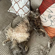 Ricky participe au concours pour gagner de l'argent avec cette photo : cat, fluffy, gray, couch, pillows, patterned_pillows, relaxed, indoor, pet, feline, fur, whiskers, cozy, home, resting, animal, cute, sleepy, domestic, comfortable
