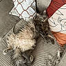 animal, cat, comfortable, couch, cozy, cute, domestic, feline, fluffy, fur, gray, home, indoor, patterned_pillows, pet, pillows, relaxed, resting, sleepy, whiskers
