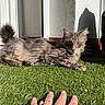 Ricky participe au concours pour gagner de l'argent avec cette photo : cat, gray_cat, green_eyes, grass, sunlight, shadow, hand, rings, nails, outdoor, pet, feline, relaxing, closeup, fur, whiskers, wall, shadow_play, domestic_cat, nature