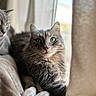 animal, blanket, cat, cozy, curtain, cute, domestic_animal, feline, fluffy, fur, green_eyes, indoor, pet, portrait, relaxed, resting, soft_light, two_cats, whiskers, window