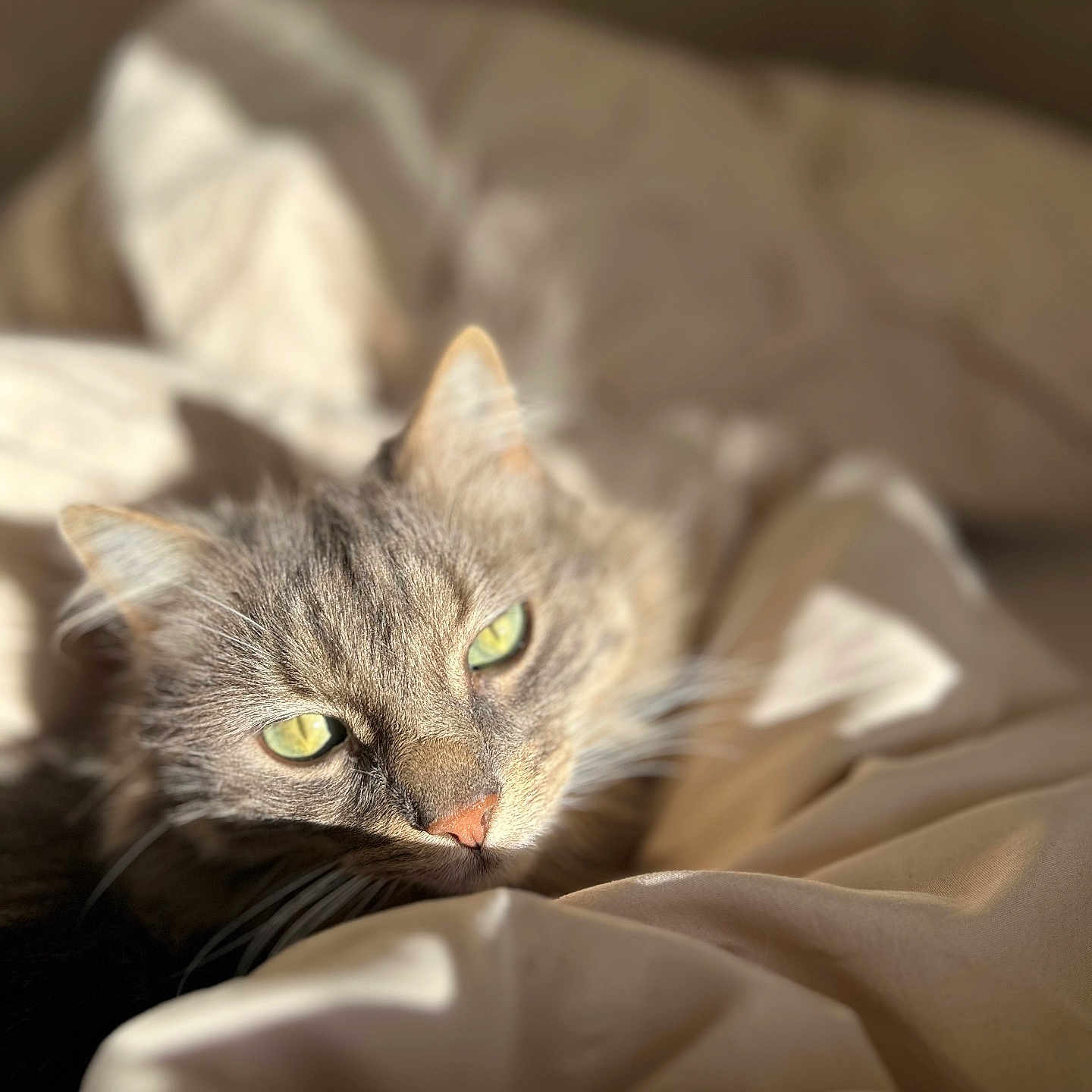 Ricky participe au concours pour gagner de l'argent avec cette photo : cat, pet, animal, feline, bed, blanket, sunlight, green_eyes, close_up, cozy, resting, sleepy, soft, fur, domestic_animal, indoor, cute, whiskers, portrait, relaxation
