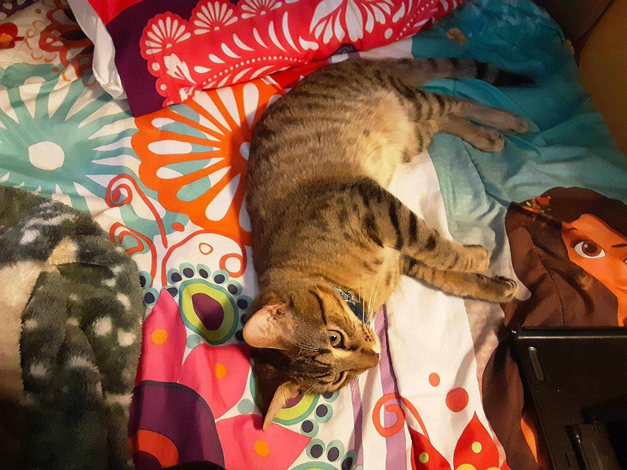 Nemo is registered to the contest to win money with this photo: bed_sheet, bedding, carnivore, cat, comfort, domestic_short_haired_cat, fawn, felidae, fur, hat, linens, nap, pattern, room, small_to_medium_sized_cats, tail, textile, vertebrate, whiskers, wildlife