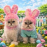 animal, blue_sky, bunny_ears, cat, clouds, colorful, costume, cute, easter, easter_eggs, fence, flowers, garden, grass, holiday, outdoor, pets, portrait, spring, sunny