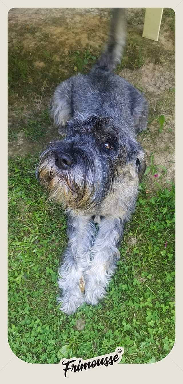 Muffin participe au concours pour gagner de l'argent avec cette photo : canidae, carnivore, circle, companion_dog, dog, dog_breed, dog_collar, grass, groundcover, non_sporting_group, plant, small_terrier, snout, sporting_group, terrier, toy_dog, water_dog, working_animal, working_dog