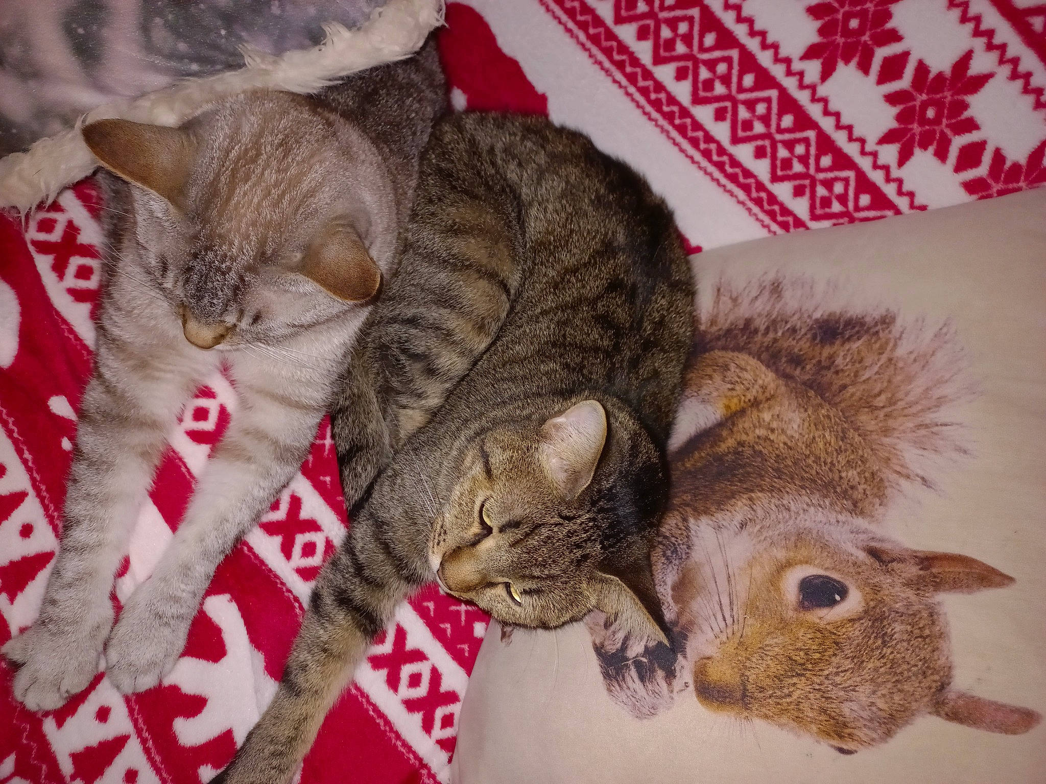 Bambou participe au concours pour gagner de l'argent avec cette photo : carnivore, cat, claw, comfort, domestic_short_haired_cat, felidae, fur, nap, paw, small_to_medium_sized_cats, snout, tail, terrestrial_animal, whiskers