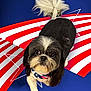 Blaze joined the competition — help win amazing prizes! dog, small_dog, patriotic_bandana, american_flag, red_stripes, white_stripes, blue_background, stars, fluffy_tail, cute, pet, animal, portrait, looking_up, indoor, studio, fur, adorable, face, eyes