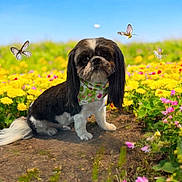 Blaze joined the competition — help win amazing prizes! dog, bandana, butterfly, flower, yellow_flower, pink_flower, greenery, dirt_path, outdoor, nature, pet, animal, cute, small_dog, fur, grass, sunny, blue_sky, portrait, sitting