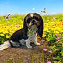 dog, bandana, butterfly, flower, yellow_flower, pink_flower, greenery, dirt_path, outdoor, nature, pet, animal, cute, small_dog, fur, grass, sunny, blue_sky, portrait, sitting