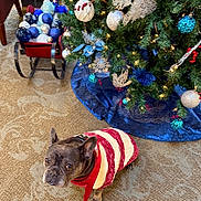 Reeree is registered to the contest to win money with this photo: baubles, blue, canine, carpet, christmas_tree, decorations, dog, festive, french_bulldog, green, holiday, holiday_decor, indoor, leash, ornaments, pet, red, sleigh, sweater, white