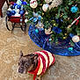 baubles, blue, canine, carpet, christmas_tree, decorations, dog, festive, french_bulldog, green, holiday, holiday_decor, indoor, leash, ornaments, pet, red, sleigh, sweater, white