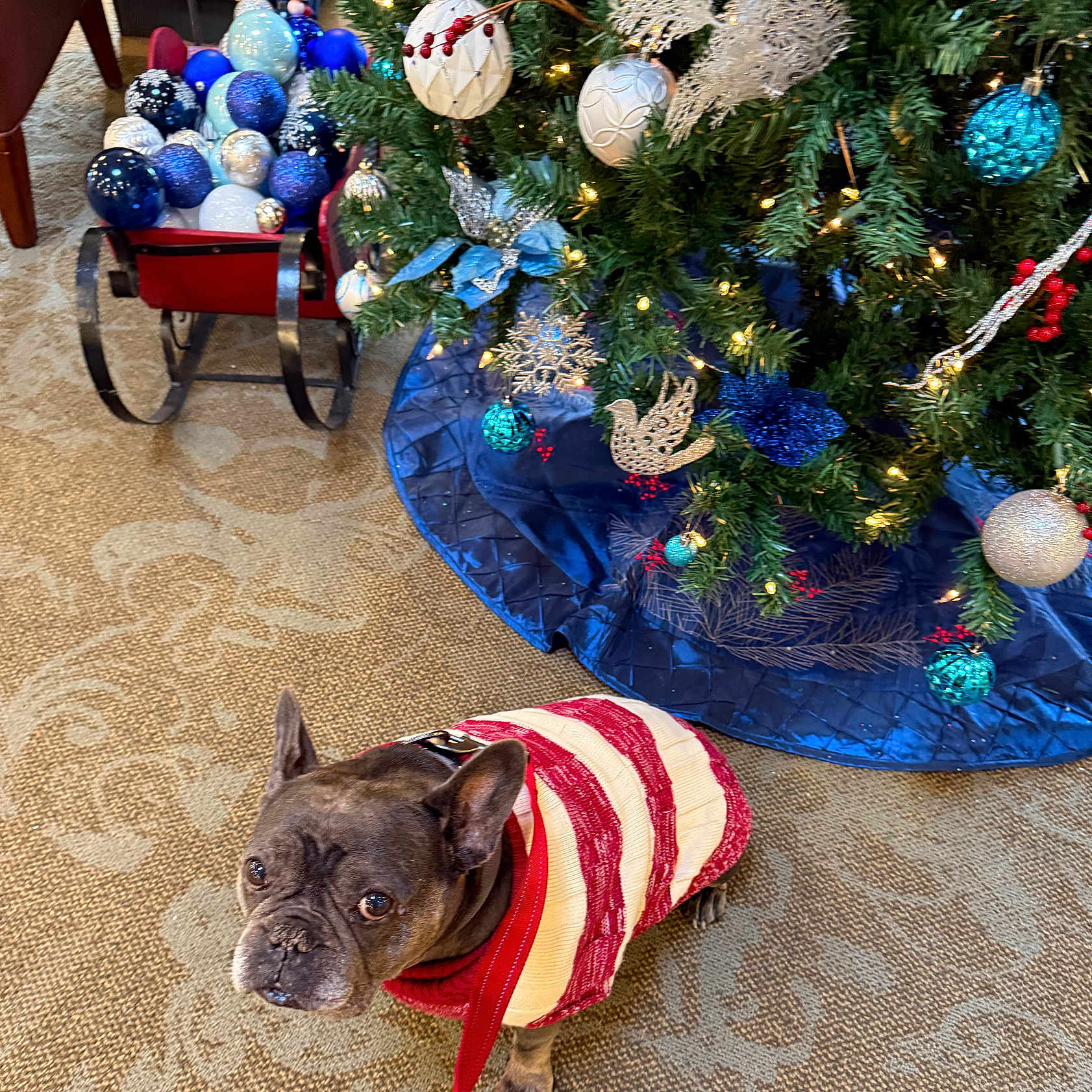 Reeree is registered to the contest to win money with this photo: baubles, blue, canine, carpet, christmas_tree, decorations, dog, festive, french_bulldog, green, holiday, holiday_decor, indoor, leash, ornaments, pet, red, sleigh, sweater, white