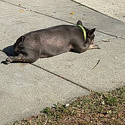 Reeree is registered to the contest to win money with this photo: dog, sidewalk, grass, sunlight, collar, outdoor, relaxing, canine, pet, brown, pavement, resting, daytime, shadow, nature, animal, quiet, still, summer, leaves