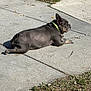 dog, sidewalk, grass, outdoor, sunlight, pavement, collar, pet, resting, canine, animal, leaves, daytime, nature, relaxing, concrete, black_dog, quiet, calm, summer