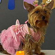 Tianny joined the competition — help win amazing prizes! dog, pet, yorkshire_terrier, pink_dress, gold_beads, hair_ties, indoor, candle, table, decor, cute, small_dog, fur, portrait, costume, animal, accessories, sitting, adorable, celebration