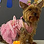 dog, pet, yorkshire_terrier, pink_dress, gold_beads, hair_ties, indoor, candle, table, decor, cute, small_dog, fur, portrait, costume, animal, accessories, sitting, adorable, celebration