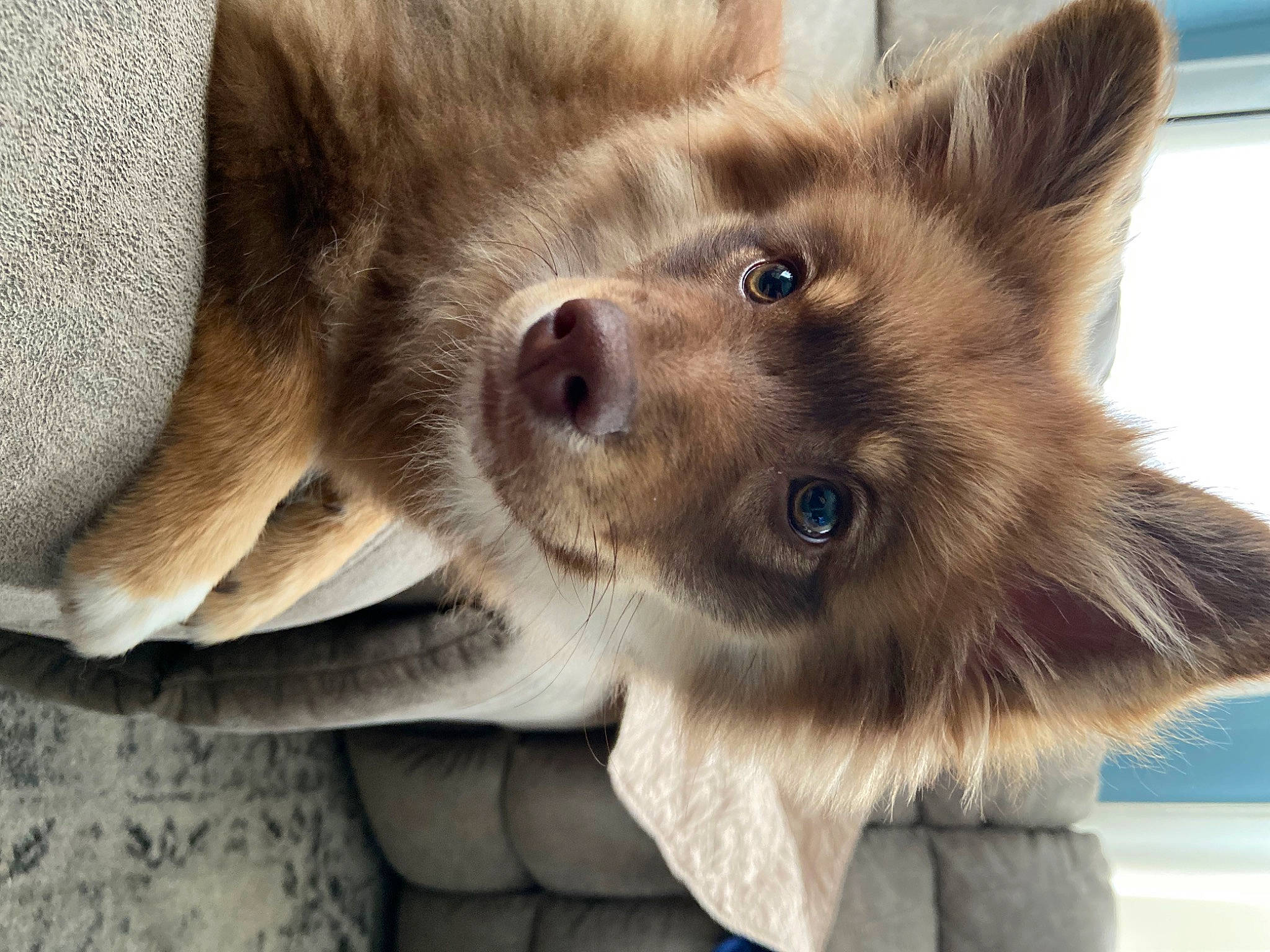 Bailey is registered to the contest to win money with this photo: canidae, carnivore, comfort, companion_dog, dog, dog_breed, ear, fawn, fur, german_spitz, german_spitz_mittel, liver, non_sporting_group, paw, snout, spitz, sporting_group, terrestrial_animal, whiskers, working_animal