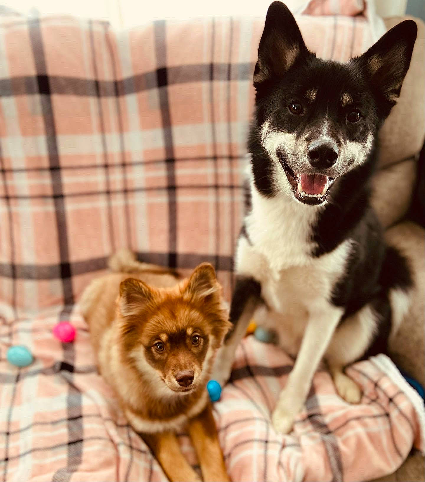 Bohdi joined the competition — help win amazing prizes! canidae, carnivore, comfort, companion_dog, dog, dog_breed, dog_supply, felidae, fur, pattern, plaid, sitting, small_to_medium_sized_cats, snout, sporting_group, tail, tartan, terrestrial_animal, whiskers, working_animal