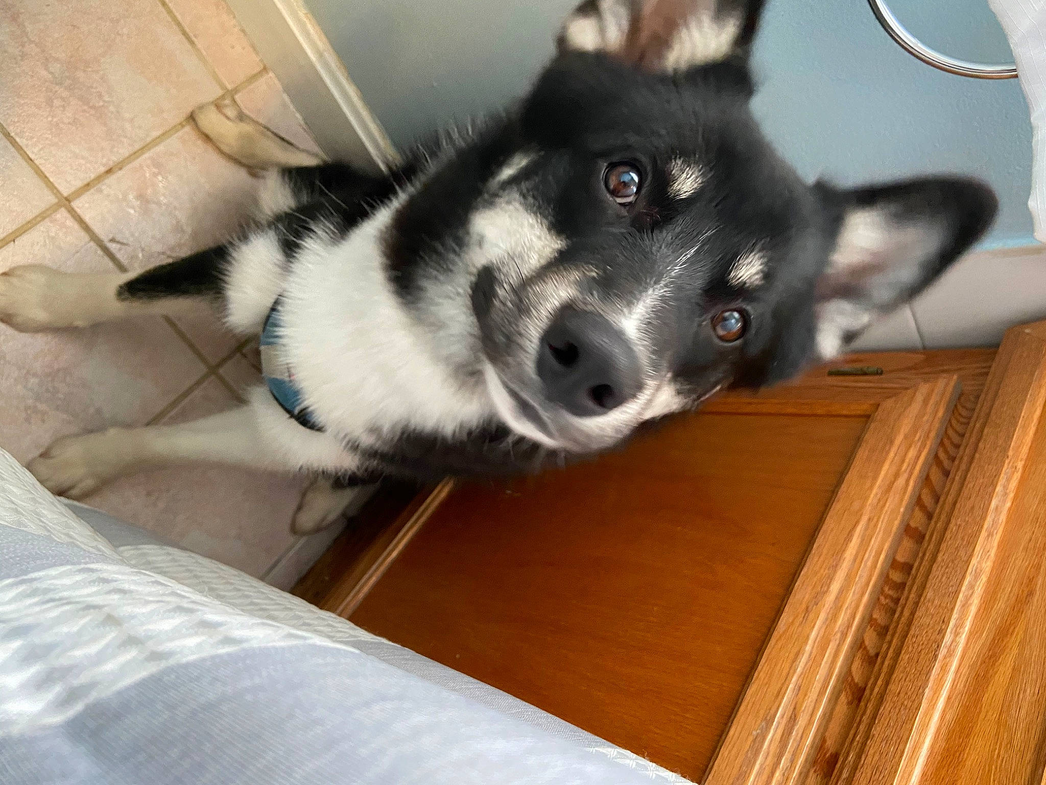 Bohdi is registered to the contest to win money with this photo: canis, carnivore, comfort, companion_dog, dog, dog_breed, flooring, fur, hardwood, herding_dog, plank, siberian_husky, snout, sporting_group, tail, varnish, whiskers, wood, working_animal, working_dog