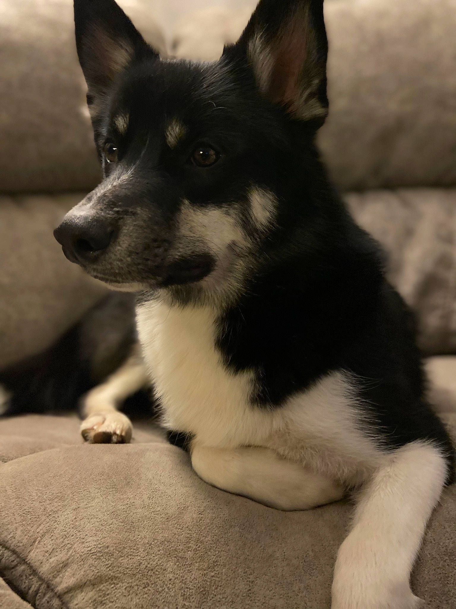 Bohdi is registered to the contest to win money with this photo: ancient_dog_breeds, canidae, canis, carnivore, companion_dog, dog, dog_breed, fur, herding_dog, monochrome, monochrome_photography, non_sporting_group, snout, sporting_group, terrestrial_animal, whiskers, working_animal, working_dog