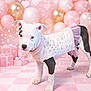 puppy, dog, pink, sweater, tutu, balloons, gifts, pastel, checkered_floor, cute, dress_up, indoor, celebration, soft_lighting, bokeh, decorations, pet, standing, white_black_fur, adorable