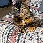 Demi is registered to the contest to win money with this photo: animal, cat, closeup, couch, cute, domestic_cat, feline, fur, green_eyes, household, indoor, patterned_fabric, paw, pet, portrait, relaxed, resting, sitting, tortoiseshell, whiskers