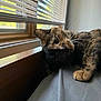 Demi is registered to the contest to win money with this photo: cat, pet, indoor, bed, window, blinds, relaxing, feline, fur, paw, whiskers, resting, cozy, sleepy, animal, home, daylight, wood, fabric, casual