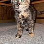 Demi joined the competition — help win amazing prizes! kitten, cat, tortoiseshell, pet, carpet, indoor, animal, fur, whiskers, ears, wood, bedframe, cute, young, small, feline, curious, standing, four_legs, playful