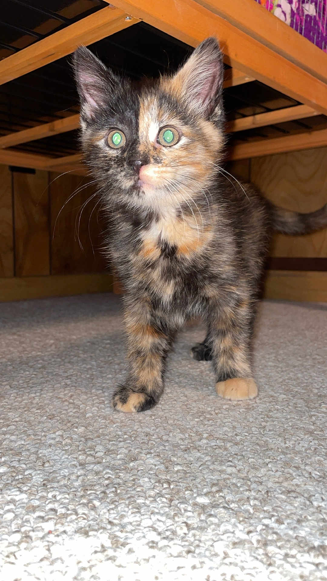 Demi joined the competition — help win amazing prizes! kitten, cat, tortoiseshell, pet, carpet, indoor, animal, fur, whiskers, ears, wood, bedframe, cute, young, small, feline, curious, standing, four_legs, playful