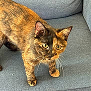 Demi is registered to the contest to win money with this photo: cat, tortoiseshell, pet, animal, feline, whiskers, ears, eyes, couch, fabric, indoor, curious, standing, fur, home, cozy, mammal, domestic, closeup, texture