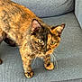 cat, tortoiseshell, pet, animal, feline, whiskers, ears, eyes, couch, fabric, indoor, curious, standing, fur, home, cozy, mammal, domestic, closeup, texture