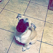 Bane is registered to the contest to win money with this photo: dog, puppy, sitting, portrait, pet, short_hair, brown_and_white, black_muzzle, floppy_ears, looking_at_camera, indoor, kitchen, tile_floor, home, animal, cute, small_dog, front_legs, toy, photography