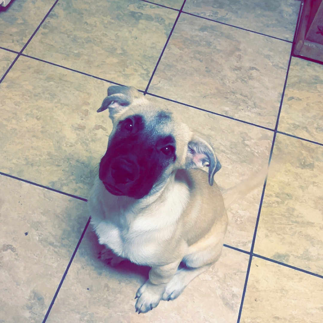 Bane is registered to the contest to win money with this photo: dog, puppy, sitting, portrait, pet, short_hair, brown_and_white, black_muzzle, floppy_ears, looking_at_camera, indoor, kitchen, tile_floor, home, animal, cute, small_dog, front_legs, toy, photography