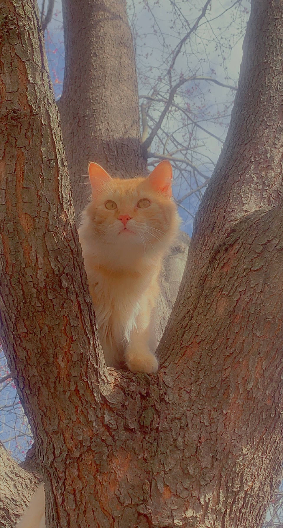 Alex joined the competition — help win amazing prizes! branch, carnivore, cat, domestic_short_haired_cat, fawn, felidae, freezing, fur, plant, plant_stem, sky, small_to_medium_sized_cats, snout, tail, tree, trunk, twig, whiskers, wood, woody_plant