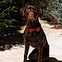Huck is registered to the contest to win money with this photo: dog, labrador, chocolate_labrador, bow_tie, red_bow_tie, snow, evergreen_trees, outdoor, pet, animal, portrait, sitting, winter, nature, canine, cute, brown_dog, focused, collar, photography