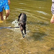Huck is registered to the contest to win money with this photo: dog, water, river, splashing, leash, summer, people, shorts, barefoot, outdoor, nature, sunlight, playing, legs, swimming, recreation, animal, daytime, fun, shallow_water