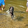 dog, water, river, splashing, leash, summer, people, shorts, barefoot, outdoor, nature, sunlight, playing, legs, swimming, recreation, animal, daytime, fun, shallow_water