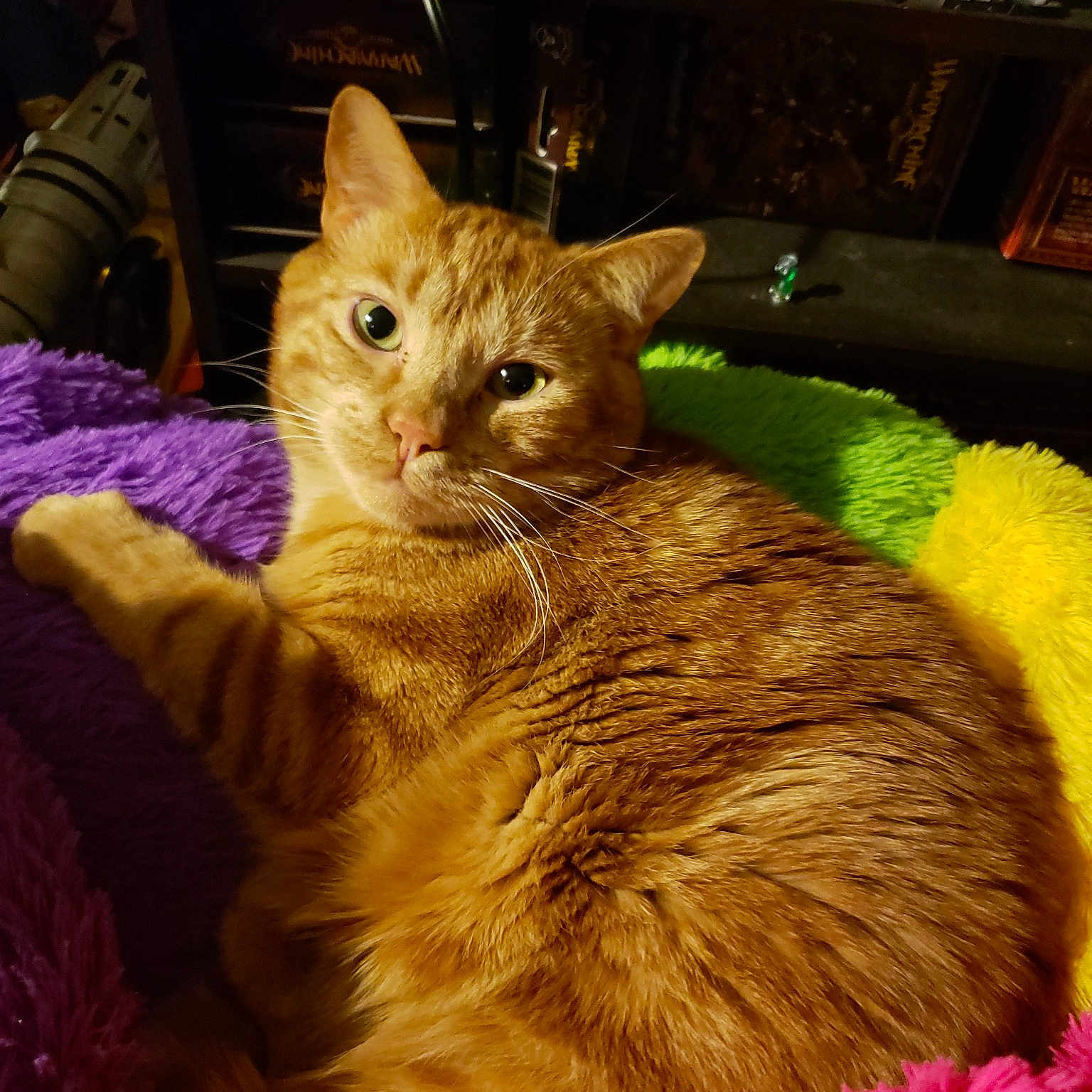 Jack joined the competition — help win amazing prizes! american_shorthair, asian, australian_mist, california_spangled, carnivore, cat, domestic_short_haired_cat, european_shorthair, fawn, felidae, fur, german_rex, kitten, mammal, small_to_medium_sized_cats, tabby_cat, vertebrate, whiskers