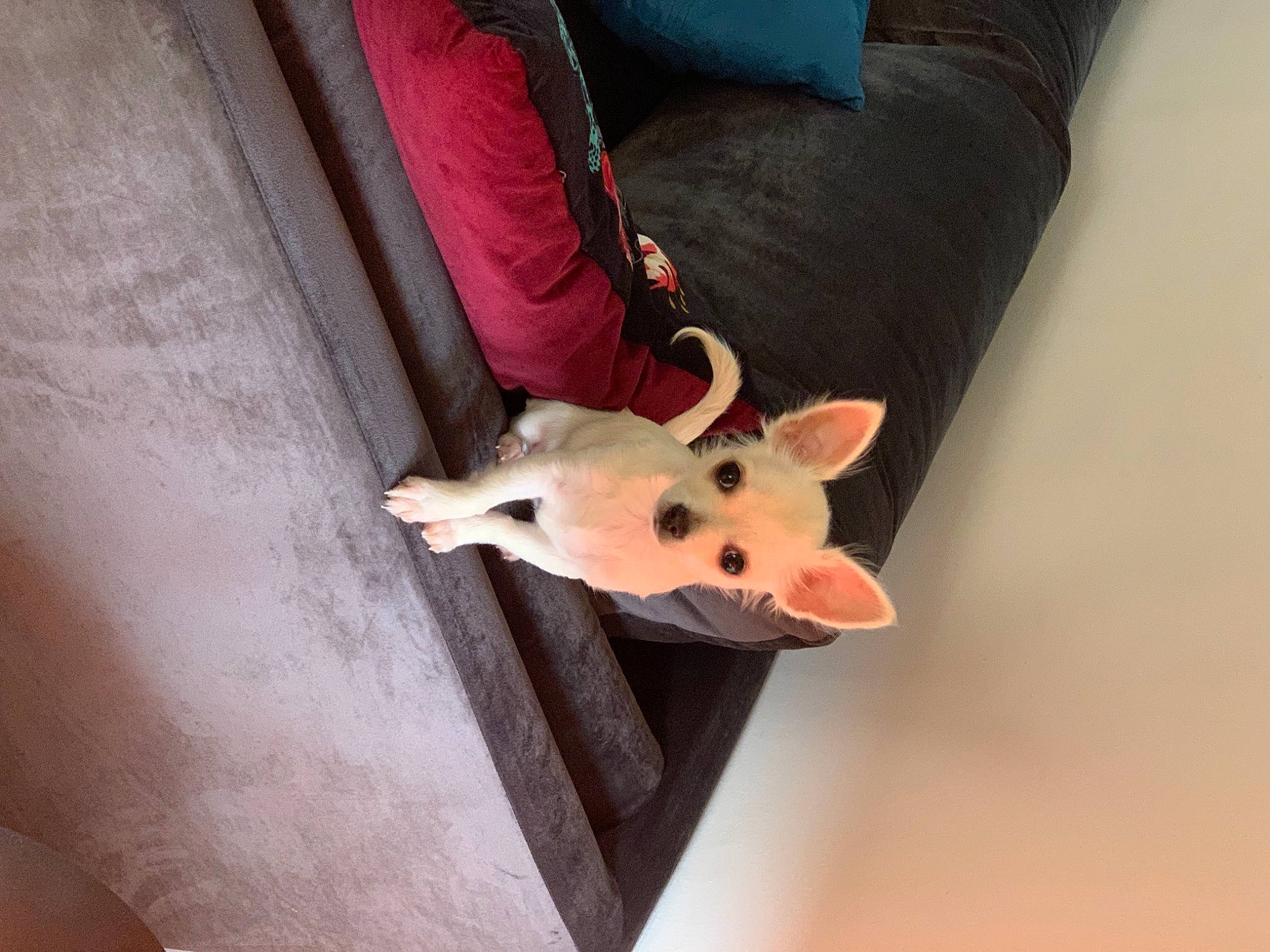 Rubis a rejoint le concours — aidez-le/la à gagner de superbes lots ! bull_terrier, carnivore, comfort, companion_dog, couch, dog, dog_breed, ear, fawn, felidae, flooring, fur, head, neck, small_to_medium_sized_cats, snout, tail, toy, whiskers, wood